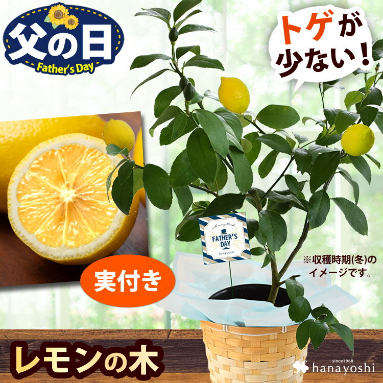 ＼楽天SS★エントリーで5倍／父の日 ギフト 花 鉢植え 果樹 健康果実 レモン 5号（実付き）鉢植 バスケット付フルーツ 果物 プレゼント 贈り物 果樹鉢 植物 ガーデニング 庭いじり 家庭菜園 趣味 2025 夏 父の日ギフト 父の日プレゼント お父さん 5000円 60代 70代のサムネイル