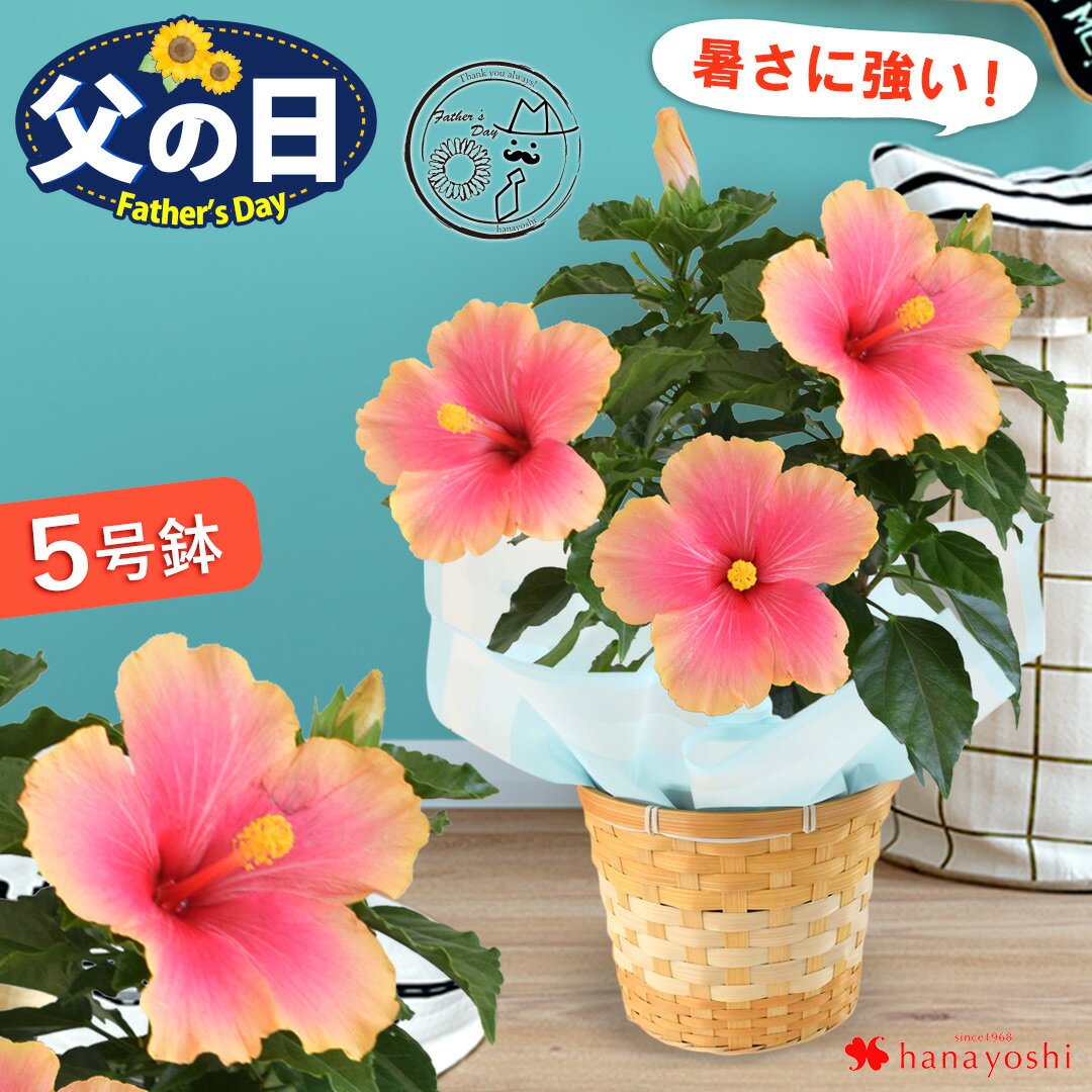 父の日 花 ギフト 鉢植え 夏のお花 ハイビスカス ミセスユミ 5号鉢 父の日ギフト プレゼント 花鉢 鉢花 サマー 夏 珍しい 育てやすい お父さん 祖父 お祝い お花 実家 花ギフト 暑さに強い 長く飾れる 玄関 部屋 育てる 2025 送料無料 3000円 おしゃれ 趣味 義父 父のサムネイル