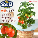 父の日 ギフト 鉢植え ミニトマト キッチンキャンディ 4号 鉢植え バスケット付収穫が楽しめる 家庭菜園 野菜 健康 花 プレゼント 贈り物 鉢 鉢花 花鉢 ...