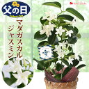 【先着クーポン】父の日 プレゼント 花 鉢植え マダガスカルジャスミン 鉢植え 香り多年草 毎年 咲く 贈り物 鉢 鉢花 花鉢 ギフト フラワーギフト 白 香り...