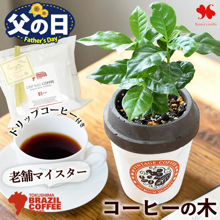 父の日 花 ギフト 観葉植物 コーヒー コーヒーの木 ミニ観葉植物 ＆徳島ブラジルコーヒーさんの ドリップコーヒー セット プレゼント コーヒーギフト コーヒー好き ドリップバッグ 珈琲 おしゃれ グリーン 50代 60代 70代 義父 父の日ギフト 贈り物 フラワーマーケット花由