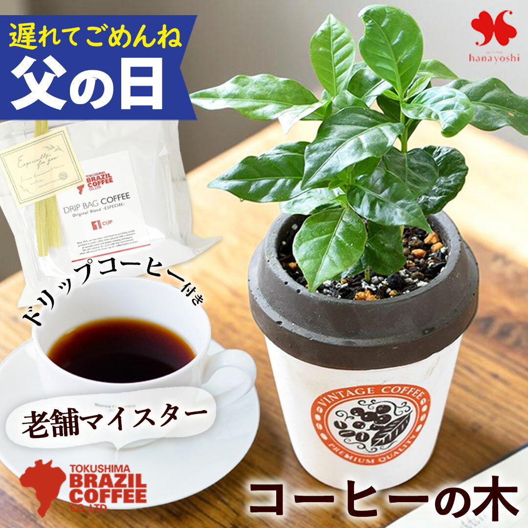 Rakuten - 遅れてごめんね 父の日 ギフト 観葉植物 コーヒー コーヒーの木 ミニ観葉植物 ＆徳島ブラジルコーヒーさんの ドリップコーヒー セット プレゼント コーヒーギフト コーヒー好き ドリップバッグ 珈琲 おしゃれ グリーン 50代 60代 70代 父の日ギフト 父 義父 贈り物 花由 2026