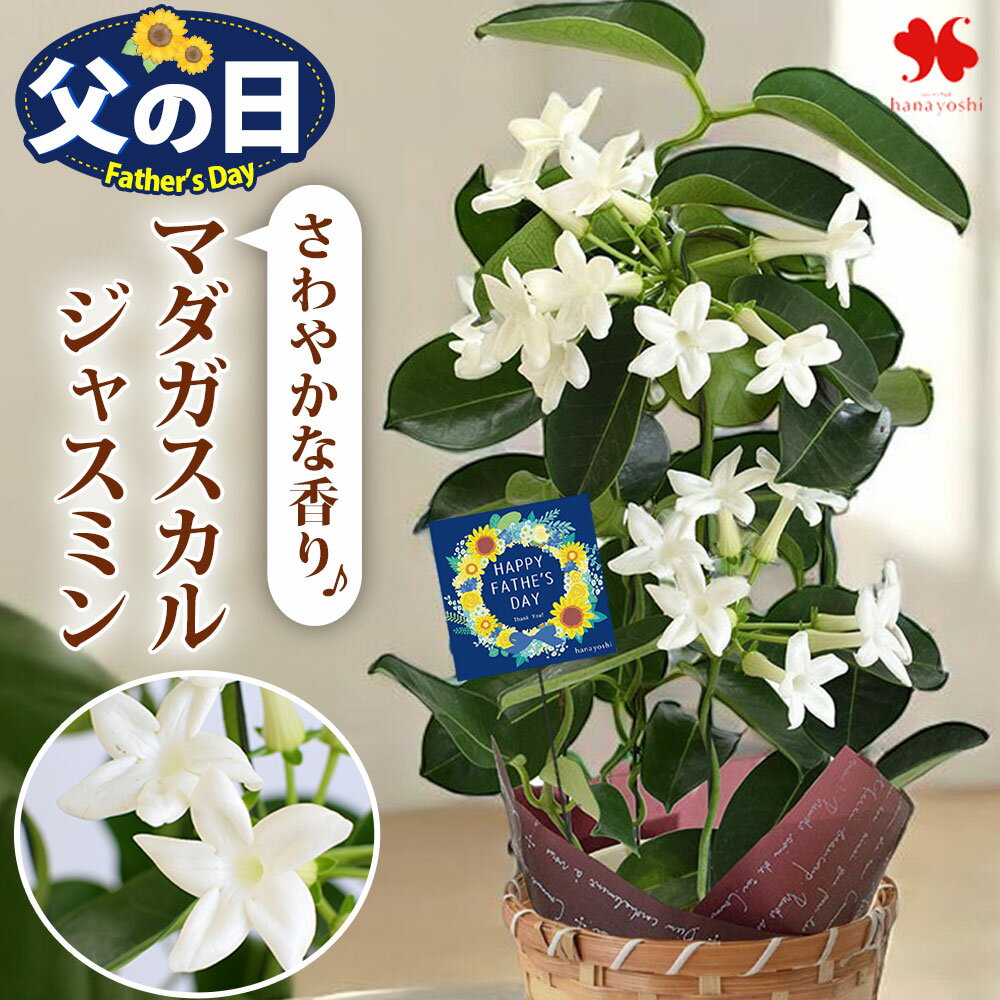 父の日 花 ギフト 鉢植え マダガスカルジャスミン 4号鉢 香り 多年草 毎年 咲く 贈り物 鉢 鉢花 花鉢 プレゼント フラワーギフト 白 香りが良い花 育てやすい 常緑樹 つる性 庭 父の日プレゼント 父 義父 お父さん 2026 フラワーマーケット花由