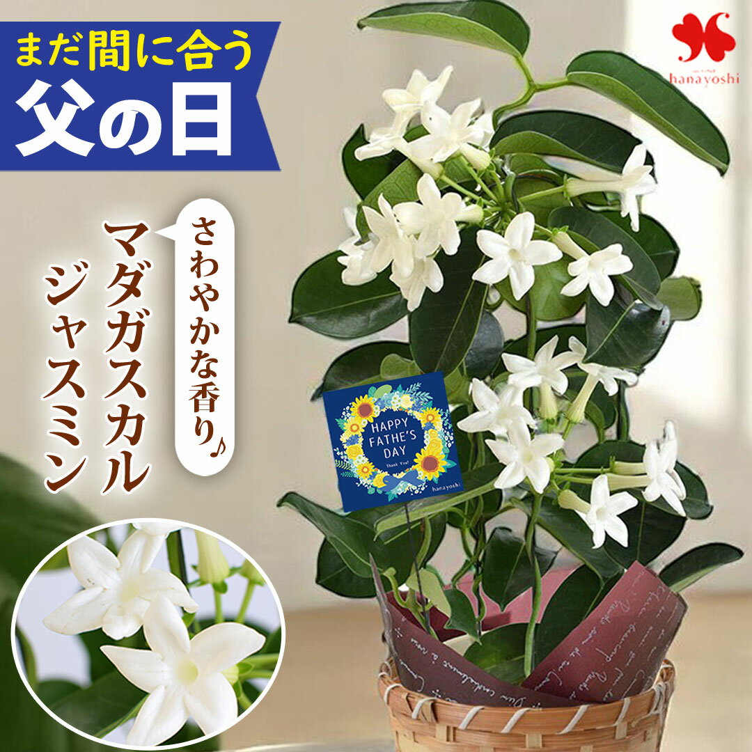 まだ間に合う 父の日 花 ギフト 鉢植え マダガスカルジャスミン 4号鉢 香り 多年草 毎年 咲く  ...
