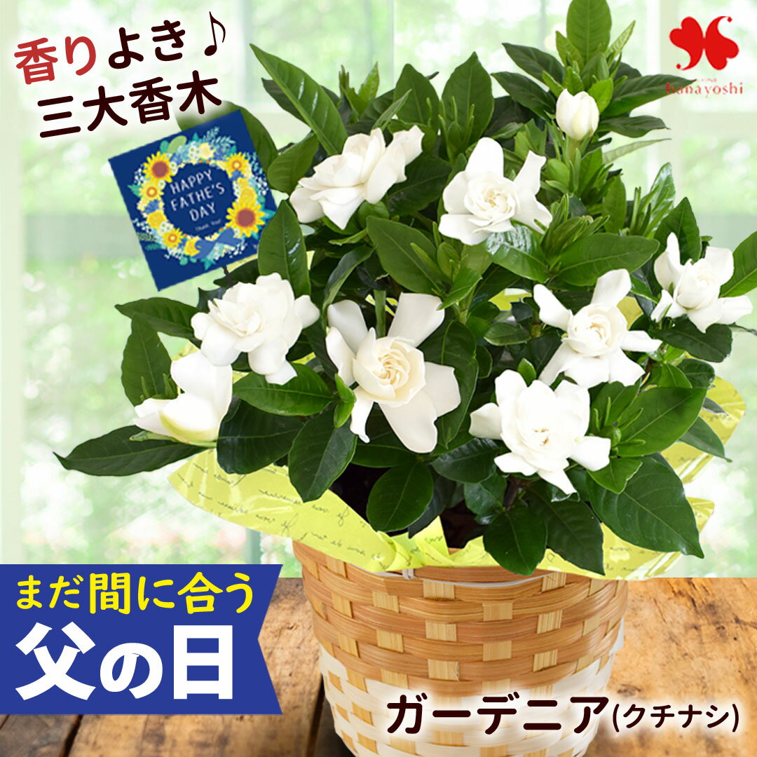 まだ間に合う 父の日 花 ギフト 鉢植え 香りが楽しめる ガーデニア クチナシ 5号 in バスケッ ...