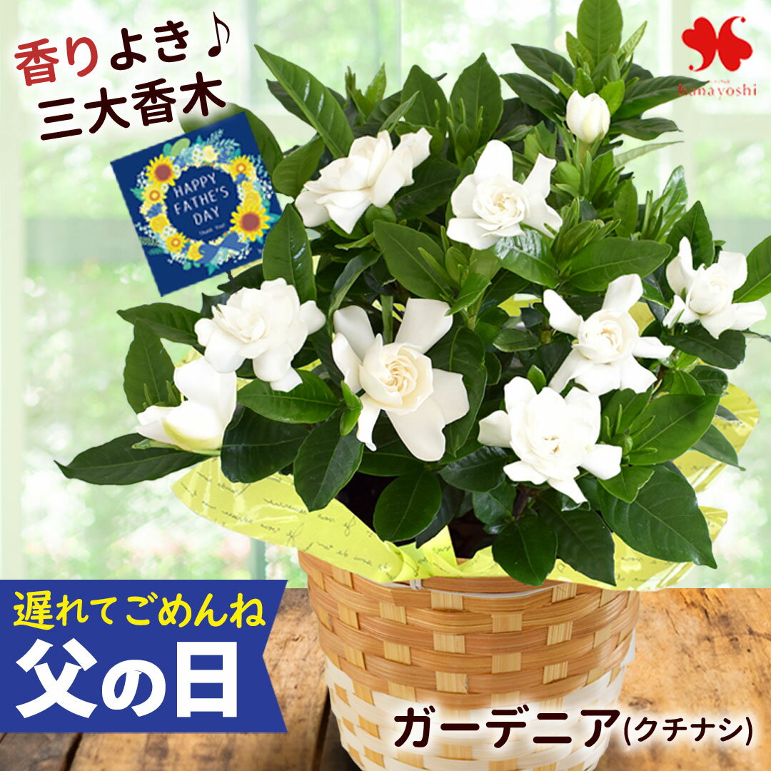 Rakuten - 遅れてごめんね 父の日 花 ギフト 鉢植え 香りが楽しめる ガーデニア クチナシ 5号 in バスケット プレゼント 花鉢ギフト 鉢花 花鉢 5号鉢 庭木 花木 毎年咲く 地植え ギフト 山梔子 くちなしの花 父の日ギフト 2026 観葉植物 趣味 義母 父の日プレゼント