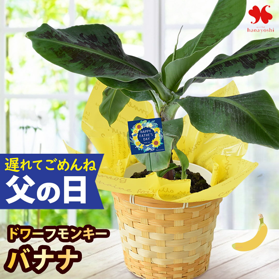 Rakuten - 遅れてごめんね 父の日 花 ギフト 鉢植え 果樹 バナナ 4.5号 鉢植 バスケット付 観葉植物 プレゼント 贈り物 果樹鉢 植物 ガーデニング 家庭菜園 趣味 父の日ギフト 父の日プレゼント お父さん 5000円 60代 70代 父 義父 2026 フラワーマーケット花由