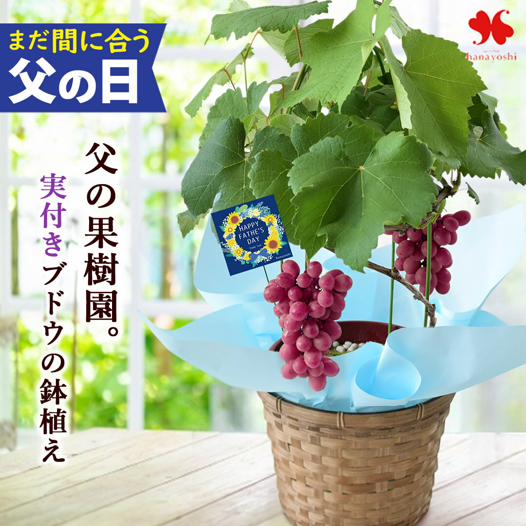 まだ間に合う 父の日 花 鉢植え ブドウ 実付き 父の日ギフト プレゼント 果樹 ぶどう タノレッド ...