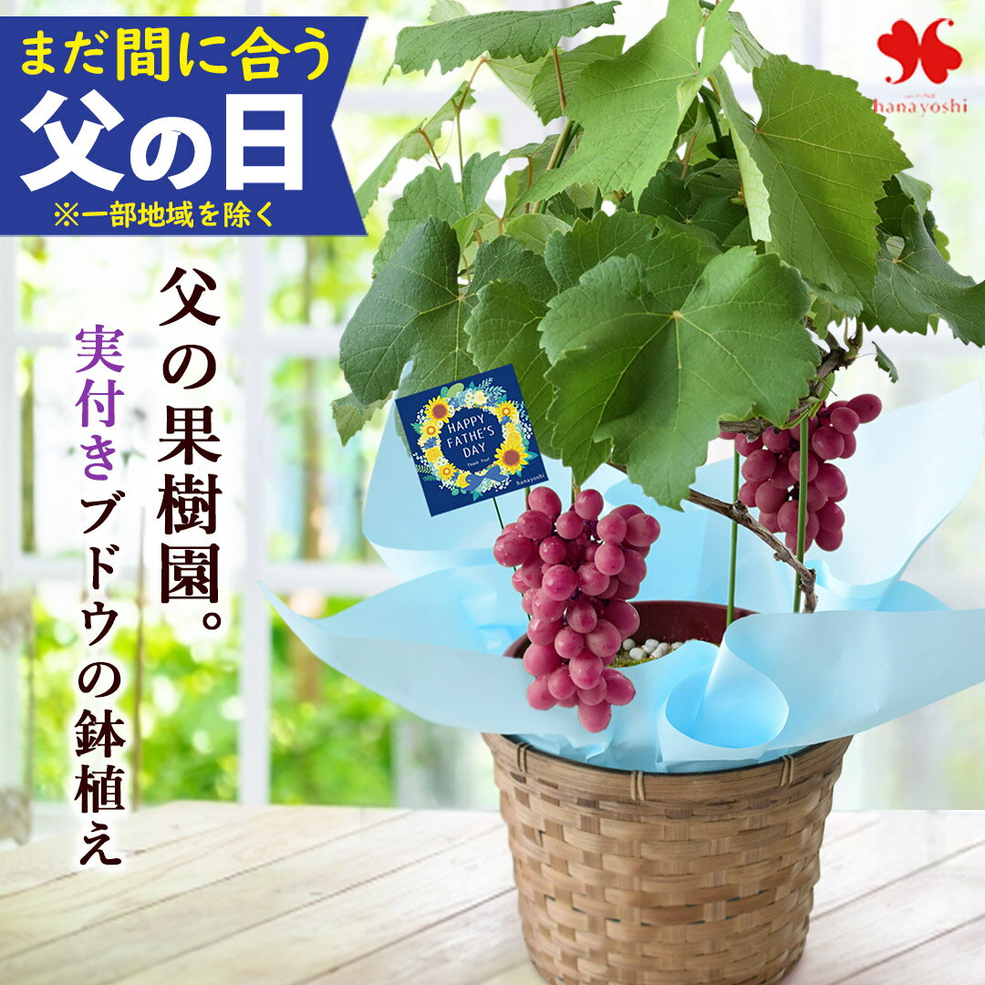 楽天市場】鉢 フルーツの通販