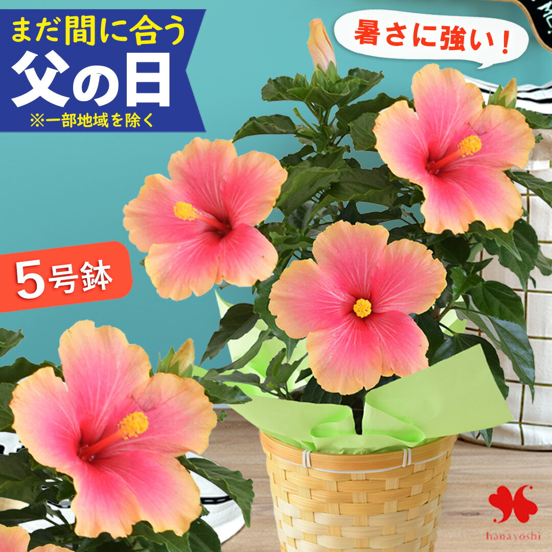 楽天市場】珍しい ハイビスカス（花・ガーデン・DIY）の通販