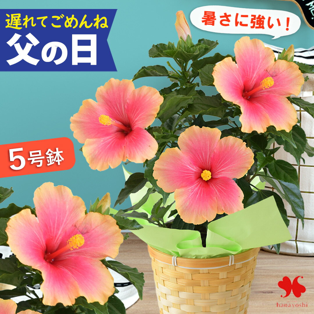 楽天市場】鉢花（種類（植物）ハイビスカス,ザミオクルカス）（花
