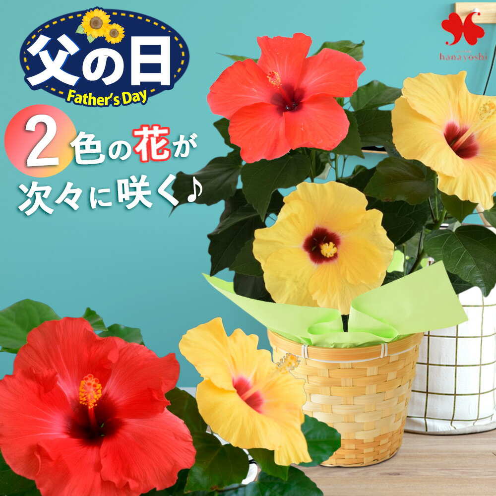 楽天市場】珍しい ハイビスカスの通販