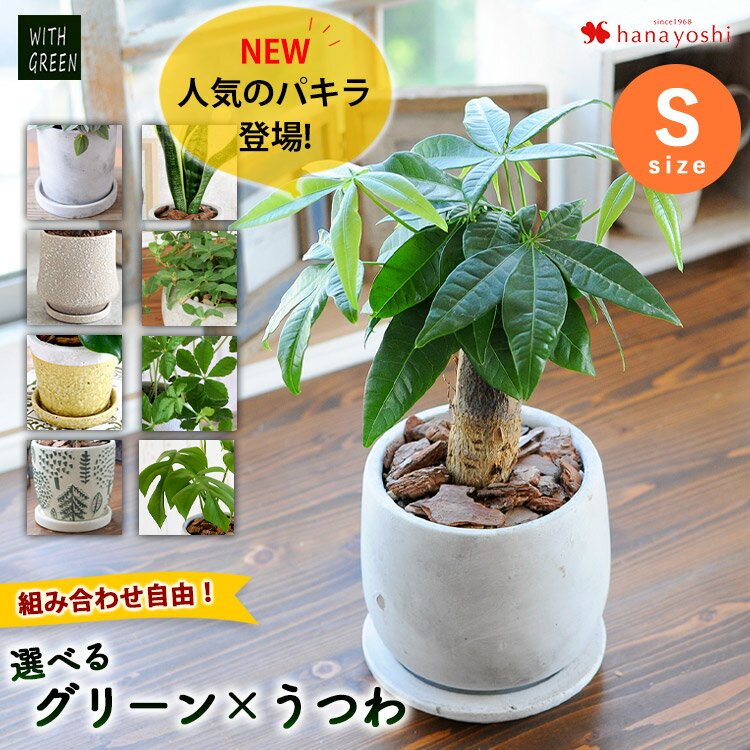 選べる 観葉植物x選べる器（Sサイズ） ガジュマルの木 サンスベリア シュガーバイン つる性ガジュマル おしゃれ 鉢 インテリア グリーン 観葉植物 誕生日 プレゼント 女性 男性 父 母 友人 新築祝い 引っ越し祝い お母さん おかあさん 義母 5月21日以降お届け