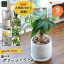 おしゃれな観葉植物 選べる 観葉植物x選べる器（Sサイズ） ガジュマルの木 サンスベリア シュガーバイン つる性ガジュマル おしゃれ 鉢 インテリア グリーン 観葉植物 誕生日 プレゼント 女性 男性 父 母 友人 新築祝い 引っ越し祝い お母さん おかあさん 義母 5月8日～5月17日お届け不可