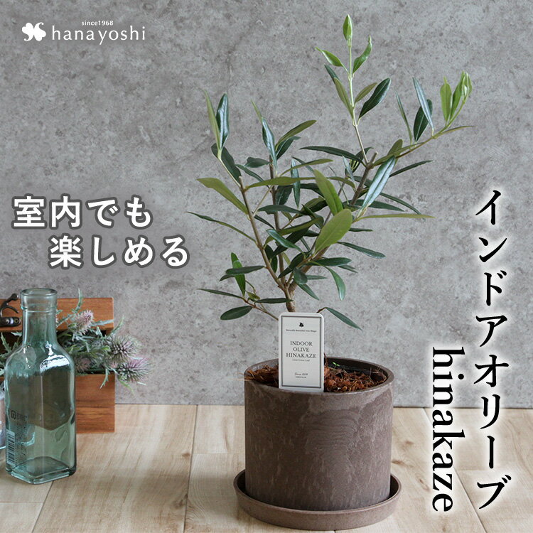 あす楽 インドアオリーブHINAKAZE ひなかぜ 鉢植え 8月4日までお届けオリーブの木 観葉植物 インテリア ギフト 室内 おしゃれ お中元 夏 サマーギフト 引越し祝い 新築祝い 開店祝い お祝い 開業祝い 結婚記念日 誕生日 プレゼント 女性 男性 退職祝い 即日発送