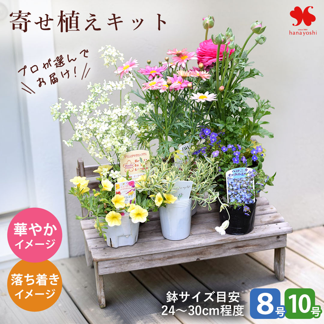 1鉢分の寄せ植えキット 花苗 ガーデニングにおすすめ！ 8号 10号 花苗セット 栽培...