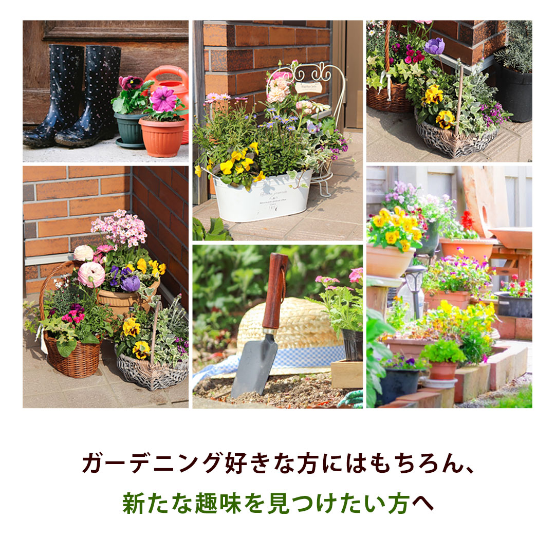 1鉢分！ 寄せ植え キット 花苗 セット ガーデニングにおすすめ！ 8号 10号 花苗セット 栽培セット 寄せ植えキット 旬のお花をたっぷり 華やか フラワーギフト 花 鉢花 花鉢 お祝い 誕生日 プレゼント 女性 玄関 お誕生日 お花 祝い ガーデニング 自宅用 秋 hanayoshi-10000625 フラワーマーケット花由 サンプル画像3