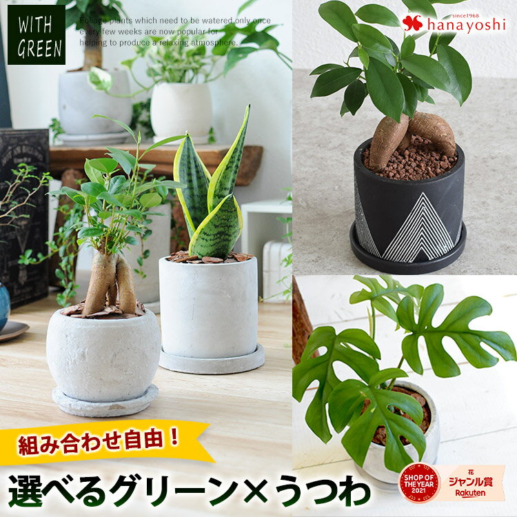 選べる 観葉植物x選べる器 ガジュマルの木 サンスベリア シュガーバイン つる性ガジュマル おしゃれ 鉢 インテリア グリーン 観葉植物 ギフト お中元 夏 サマーギフト 誕生日 プレゼント 女性 男性 父 退職祝い 異動 新築祝い 友人 引っ越し祝い お祝い 小さい