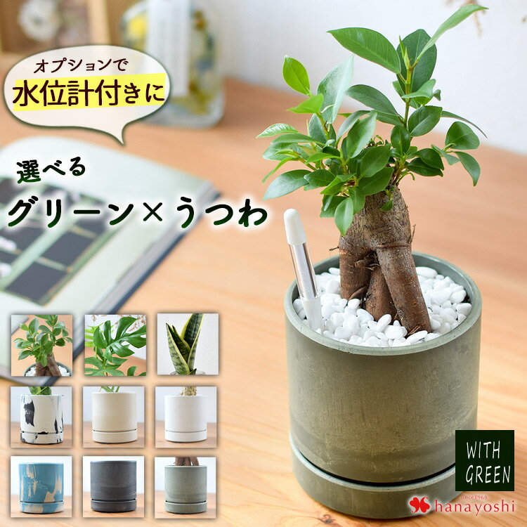 選べる 観葉植物x選べる器 ガジュマルの木 サンスベリア プミラ シュガーバイン つる性がじゅまる おしゃれ 鉢 インテリア グリーン 観葉植物 ギフト 誕生日 プレゼント 女性 女友達 男性 父 定年 退職祝い 新築祝い 友人 引っ越し祝い お祝い 贈り物 送料無料