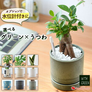 選べる 観葉植物x選べる器 ガジュマルの木 サンスベリア プミラ シュガーバイン つる性がじゅまる おしゃれ 鉢 インテリア グリーン 観葉植物 ギフト 誕生日 プレゼント 女性 女友達 男性 父 定年 退職祝い 新築祝い 友人 引っ越し祝い お祝い 贈り物 送料無料