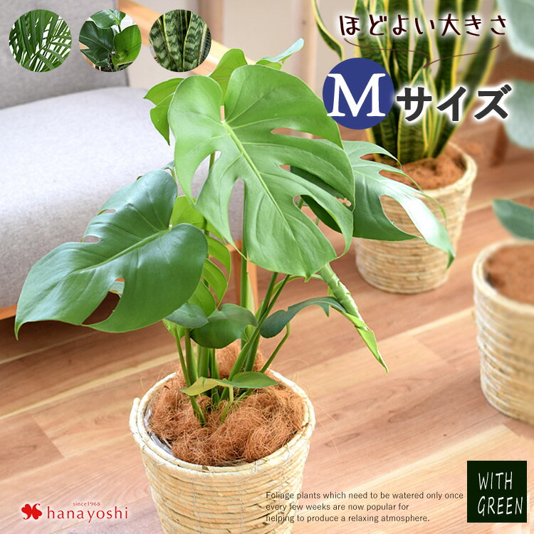 選べる観葉植物 Mサイズ モンステラ