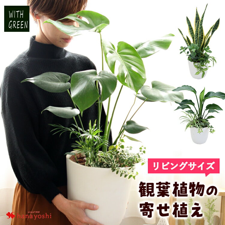 選べる観葉植物の寄せ植え人気の5種...