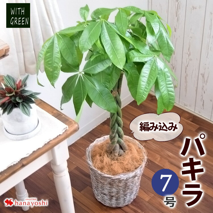 あす楽14時まで受付 観葉植物 パキラ編み7寸 オプション バスケット ラッピング 名札 自宅用 育てやすい インテリア グリーン 観葉植物 おしゃれ ギフト 植物 秋 誕生日 プレゼント 女性 男性 新築祝い 友人 結婚祝い 引っ越し祝い 贈り物 開店祝い 開業祝い 大型