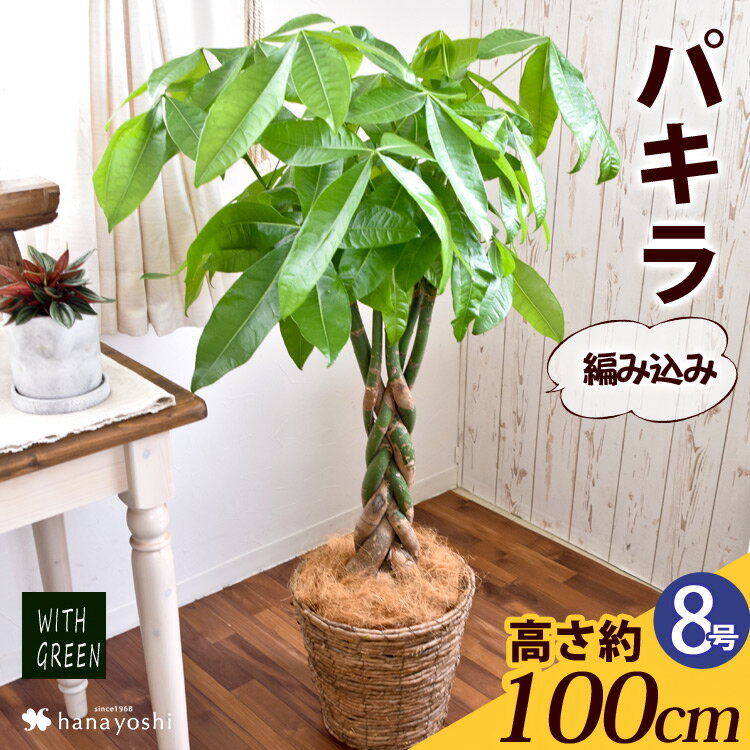 観葉植物 パキラ編み8寸 オプション バスケット ラッピング 名札 自宅用 育てやすい インテリア グリーン 観葉植物 おしゃれ 植物 誕生日 プレゼント 女性 男性 新築祝い 友人 結婚祝い 引っ越し祝い 贈り物 開店 開業祝い グリーンギフト 編み込み