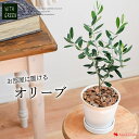 オリーブの木 鉢植えオリーブ 観葉植物 インテリア ギフト 室内 おしゃれ 植物 秋 引越し祝い 新築祝い 開店祝い お祝い 開業祝い 周年祝い 結婚記念日 誕生日 プレゼント 女性 母 女友達 男性 友人 お母さん おかあさん 義母