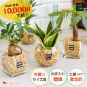 翌日配達 14時〆 土を使わない 観葉植物 ハイドロカルチャー ガジュマルの木 パキラ サンスベリア グリーン ゼオライトプランツ ガラス キューブ おしゃれ ...