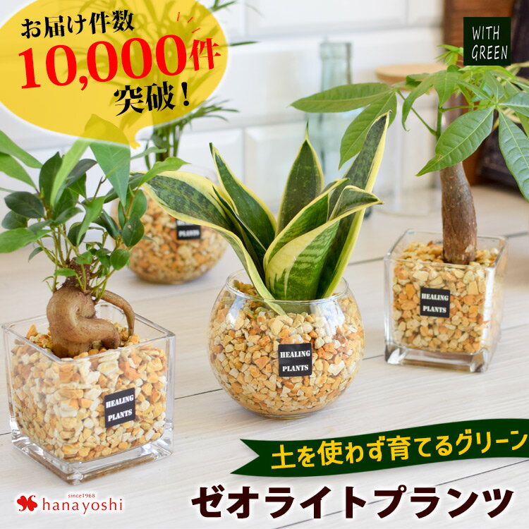 観葉植物xハイドロカルチャー ガジ