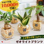 【マラソン×エントリー5倍】観葉植物xハイドロカルチャー ガジュマルの木 パキラ サンスベリア ゼオライトプランツ ガラスキューブ おしゃれ 鉢 インテリア グリーン 小さい ギフト 植物 誕生日 プレゼント 女性 女友達 結婚祝い 男性 上司 お母さん おかあさん 義母