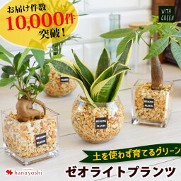 天然の空気清浄機、サンスベリア 観葉植物xハイドロカルチャー ガジュマルの木 パキラ サンスベリア ゼオライトプランツ ガラスキューブ おしゃれ 鉢 インテリア グリーン 小さい ギフト 植物 誕生日 プレゼント 女性 女友達 結婚祝い 男性 上司 入学祝い 入学式 入社祝い 入社式 就職祝い