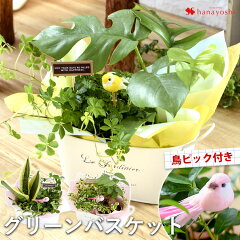 https://thumbnail.image.rakuten.co.jp/@0_mall/hanayoshi/cabinet/green/hog2204ss_750a.jpg