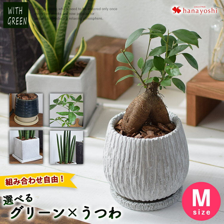 選べる 観葉植物x選べる器（Mサイズ）ガジュマルの木 サンスベリア シュガーバイン つる性ガジュマル おしゃれ 鉢 インテリア グリーン 観葉植物 ギフト 誕生日 プレゼント 女性 男性 定年 新築祝い 引っ越し 友人 贈り物 開店祝い 開業祝い 贈り物 お母さん おかあさん