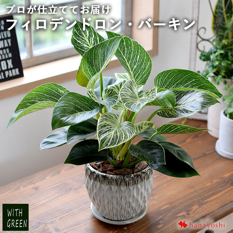 フィロデンドロン・バーキン 観葉植物 育てやすい インテリア グリーン 陶器鉢 鉢植え おしゃれ おうち時間 植物 誕生日 プレゼント 女性 男性 父 新築祝い 友人 結婚祝い 引っ越し祝い 開店祝い 開業祝い 退職祝い 上司