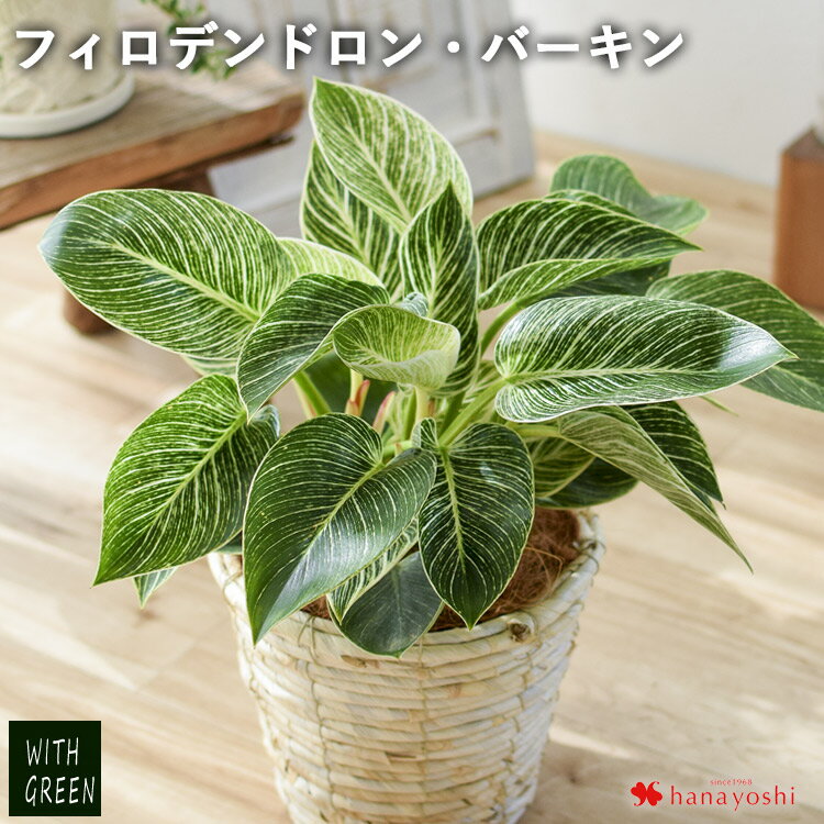 フィロデンドロン・バーキン 鉢植え育てやすい グリーン 観葉植物 インテリア ギフト 室内 おしゃれ 引越し祝い 新築祝い 開店祝い お祝い 開業祝い 周年祝い 結婚記念日 誕生日 プレゼント 女性 母 女友達 友人 上司 お母さん おかあさん 義母