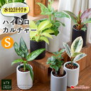 水位計付きモノトーンポット 観葉植物 Sサイズxハイドロカルチャー ガジュマルの木 パキラ サンスベリア ゼオライトプランツ アグラオネマ おしゃれ 鉢 インテリア 小さい ギフト 誕生日 プレゼント 女性 男性 お誕生日 お母さん おかあさん 義母