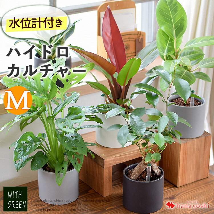 水位計付きモノトーンポット 観葉植物 Mサイズxハイドロカルチャー ガジュマルの木 パキラ サンスベリア ゼオライトプランツ アグラオネマ おしゃれ 鉢 インテリア 小さい ギフト 誕生日 プレゼント 女性 男性 お誕生日 お母さん おかあさん 義母