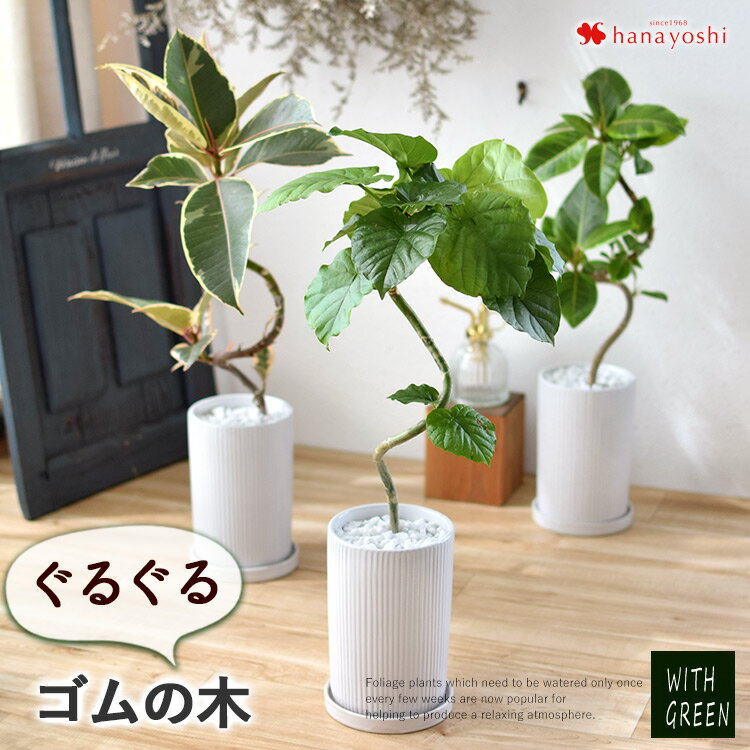 フィカス（ゴム） 選べる 観葉植物 曲げ ゴムの木 陶器鉢 フィカス アルテシーマ アルテシマ ウンベラータ ティネケ ベンガレンシス ルビー インテリア グリーン 観葉 おしゃれ 植物 誕生日 プレゼント 女性 女友達 男性 新築祝い 友人 結婚祝い