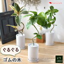 選べる 観葉植物 曲げ ゴムの木 陶器鉢 フィカス アルテシーマ アルテシマ ウンベラータ ティネケ ベンガレンシス ルビー インテリア グリーン 観葉 おしゃれ 植物 誕生日 プレゼント 女性 女友達 男性 新築祝い 友人 結婚祝い