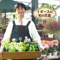 1ダースのおまかせ花苗セット 送料無料 花苗福袋 ◎ラブリーなピックと土のおまけ付...