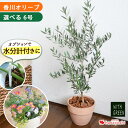オリーブの木 オリーブ 6号鉢 オリーブ農園 鶴亀園さんの香川オリーブ 観葉植物 鉢植え 引越し祝い 新築祝い おしゃれ 友人 誕生日 プレゼント 男性 女性 ...