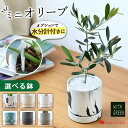 オリーブの木 鉢植え 陶器鉢 受け皿付オリーブ 観葉植物 選べる鉢 インテリア ギフト おしゃれ 植物 引越し祝い 新築祝い 開店祝い お祝い 開業祝い 周年祝...