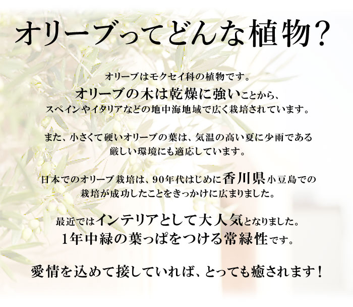 オリーブの木 観葉植物花由がお届けする鶴亀園の香川オリーブの木 7号鉢 観葉植物 インテリア 鉢植え お中元 夏 サマーギフト 開店祝い 開業祝い 引越し祝い 新築祝い 友人 おしゃれ 誕生日 プレゼント 男性 女性 お祝い 結婚記念日 お誕生日 即日発送 退職祝い 大型