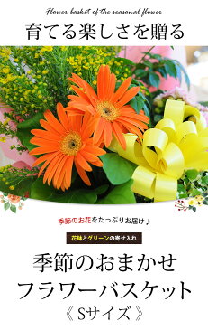 季節のおまかせ花鉢とグリーンの寄せ入れ Sサイズ フラワーバスケット 鉢花 鉢植え ギフト おしゃれ 花 誕生日 プレゼント 女性 母 祖母 女友達 義母 退職祝い 男性 父 送別会 結婚祝い 出産 お祝い 新築祝い 引っ越し祝い お誕生日 お花 フラワーギフト お見舞い