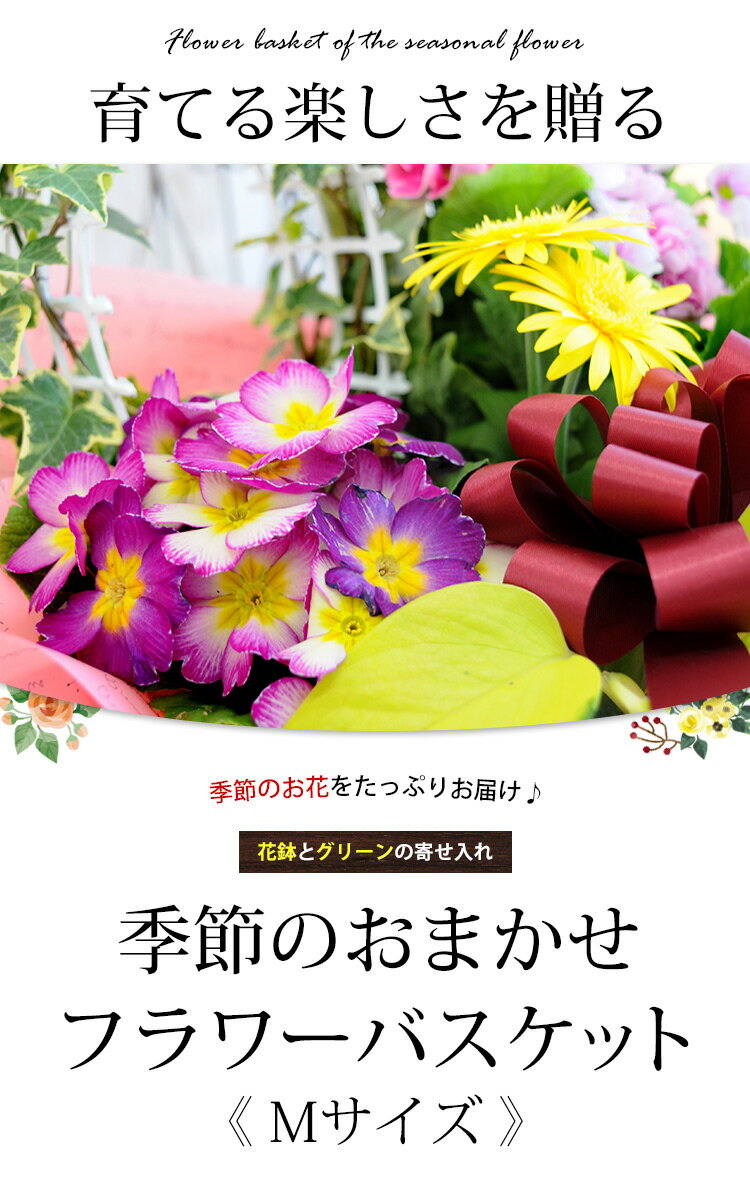 花由『季節のおまかせ花鉢とグリーンの寄せ入れMサイズ（hoh14）』