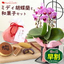 ミディ胡蝶蘭 早割 母の日 花 セット プレゼント ギフト 送料無料 母の日限定 ミディ胡蝶蘭 マイヴィヴィアン ＆ 和菓子詰合せセット 花とスイーツセット コチョウラン お菓子 フラワーギフト 鉢植え 鉢花 花鉢 甘味 和菓子 お花 母の日ギフト 母 お母さん 母親 母の日プレゼント