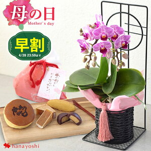 【早割×MS中はエントリー5倍】早割 母の日 花 セット プレゼント ギフト 送料無料 母の日限定 ミディ胡蝶蘭 マイヴィヴィアン ＆ 和菓子詰合せセット 花とスイーツセット コチョウラン お菓子 フラワーギフト 鉢植え 鉢花 花鉢 和菓子 お花 ギフト 母 お母さん プレゼント