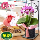 ミディ胡蝶蘭 早割 母の日 花 セット プレゼント ギフト 送料無料 母の日限定 ミディ胡蝶蘭 マイヴィヴィアン ＆ 和菓子詰合せセット 花とスイーツセット コチョウラン お菓子 フラワーギフト 鉢植え 鉢花 花鉢 甘味 和菓子 お花 母の日ギフト 母 お母さん 母親 母の日プレゼント